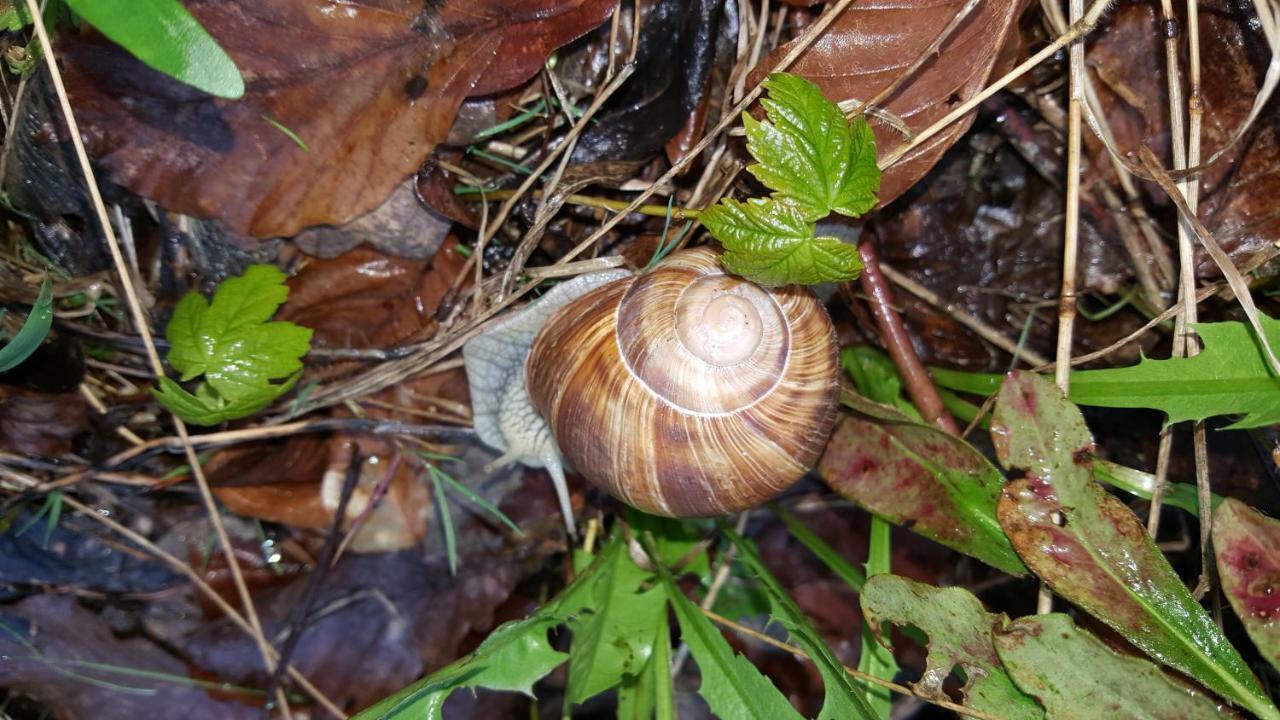 Ferienwohnung Bleicherode 外观 照片